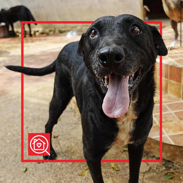 Conoce a JAMAICA en Purina Adopta México