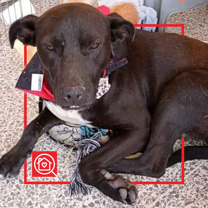 Conoce a Junior en Purina Adopta México