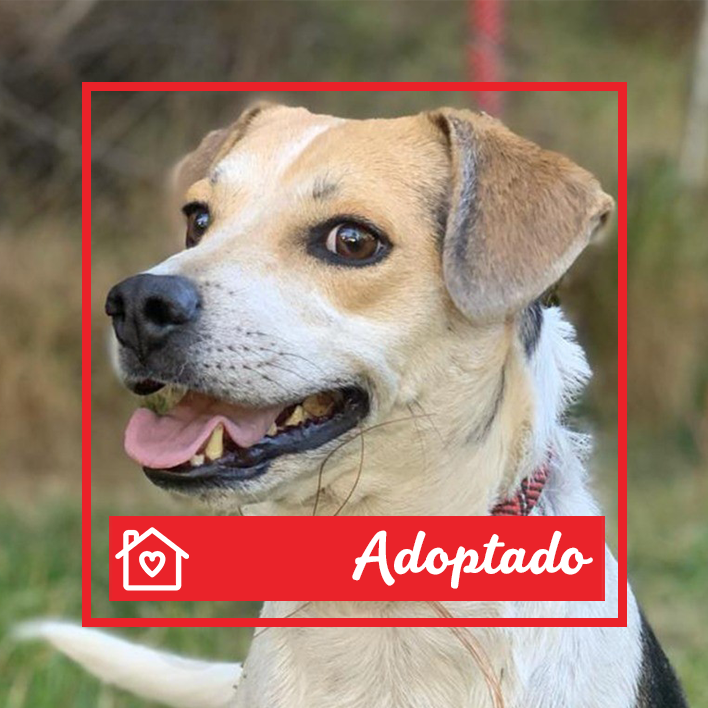 Conoce a Kevin en Purina Adopta México