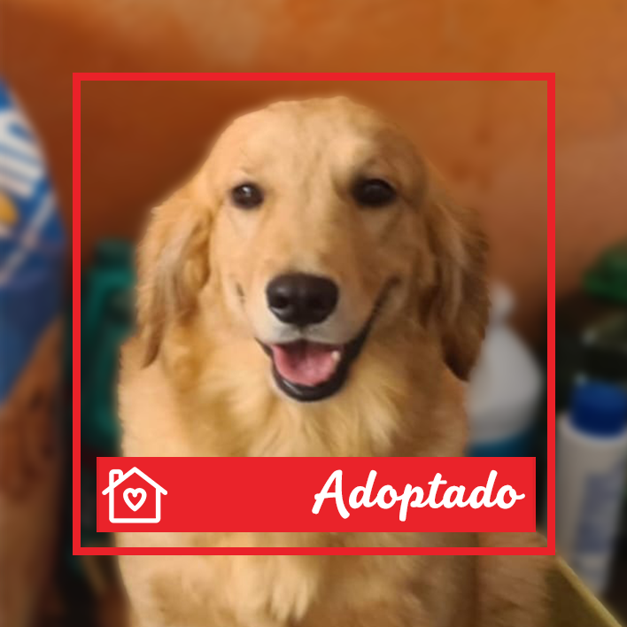 Conoce a Laila en Purina Adopta México