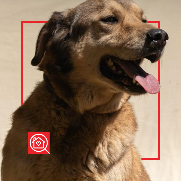 Conoce a LINCOLN en Purina Adopta México