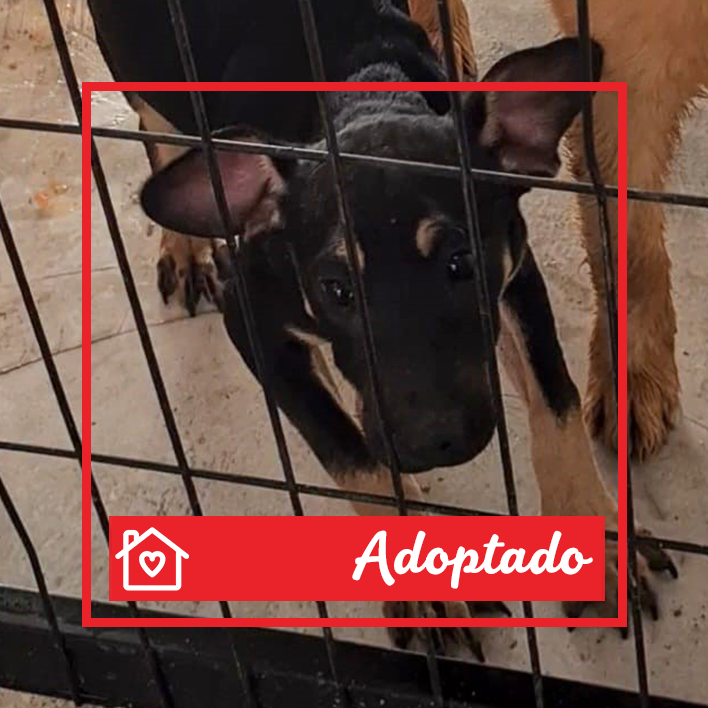 Conoce a Luca en Purina Adopta México