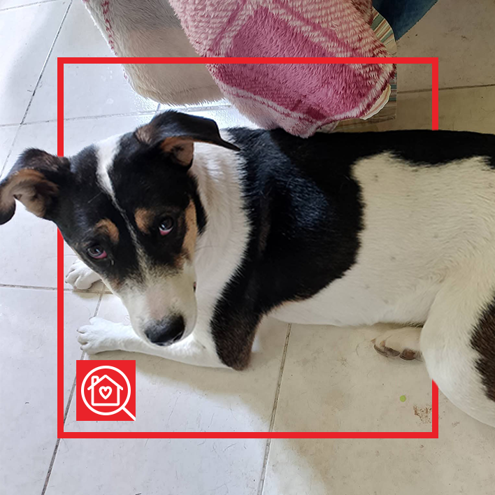 Conoce a LUPITA en Purina Adopta México