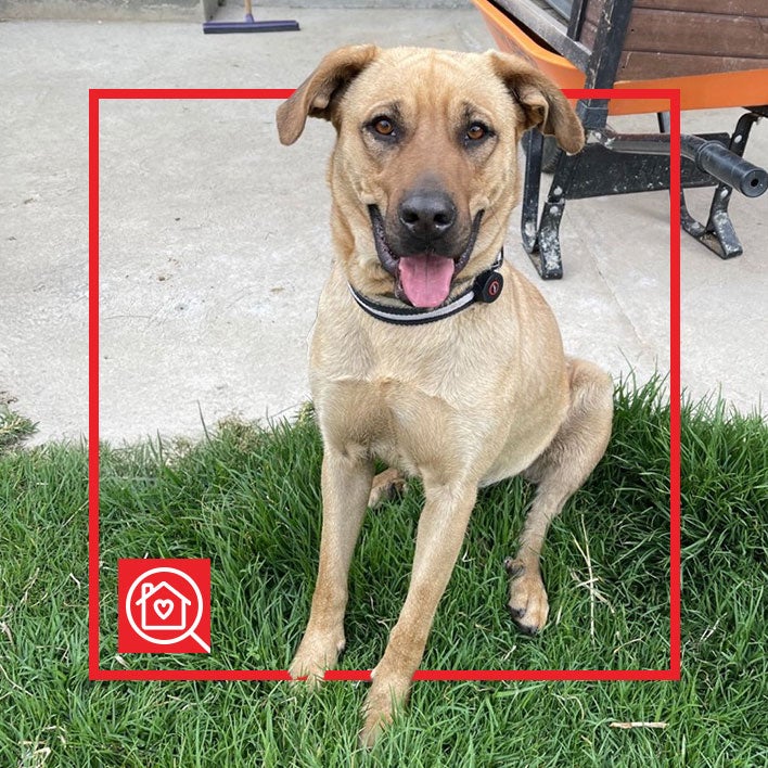 Conoce a MATILDA en Purina Adopta México