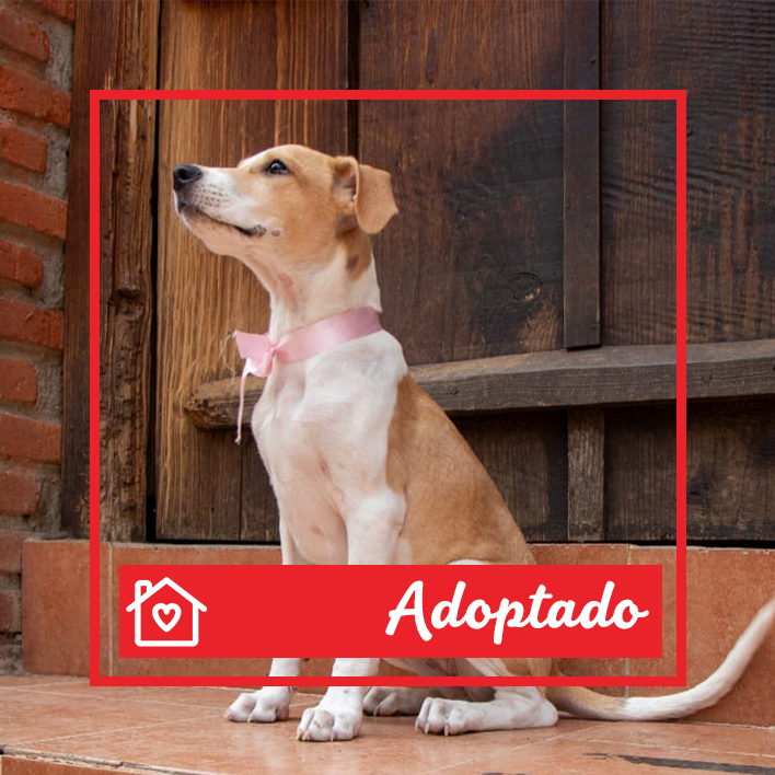 Conoce a Maxim en Purina Adopta México