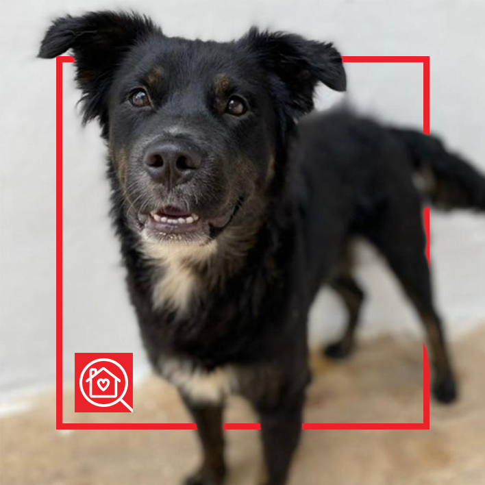 Conoce a MILLER en Purina Adopta México