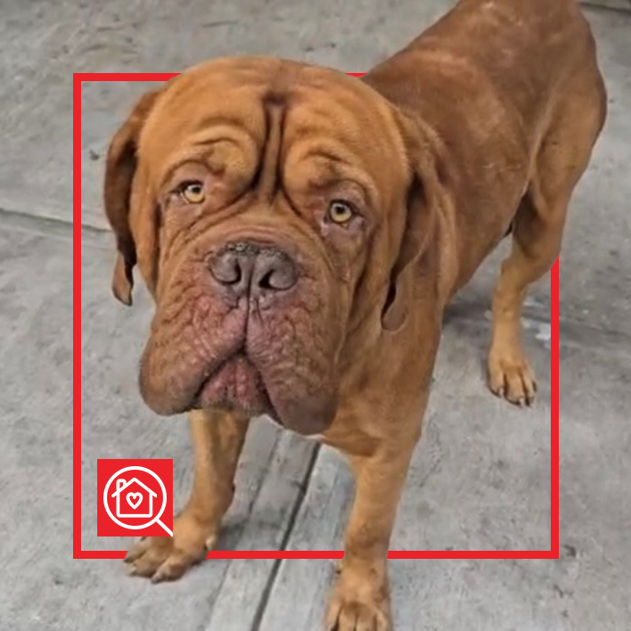 Conoce a MORGAN en Purina Adopta México