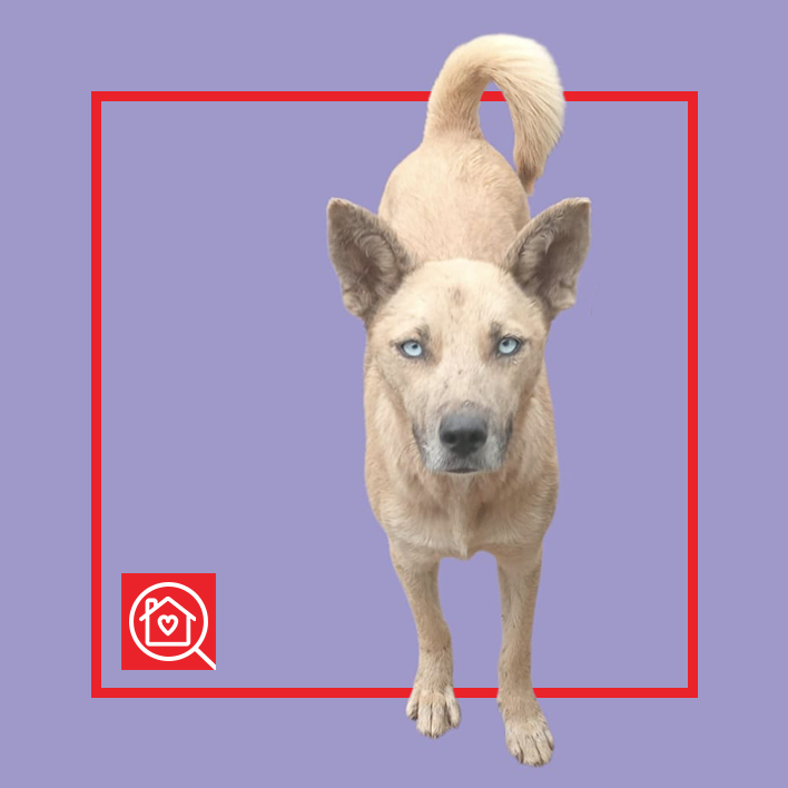 Conoce a OJITOS en Purina Adopta México