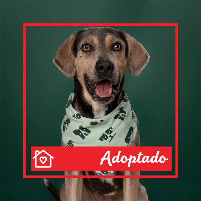Conoce a Paco en Purina Adopta México