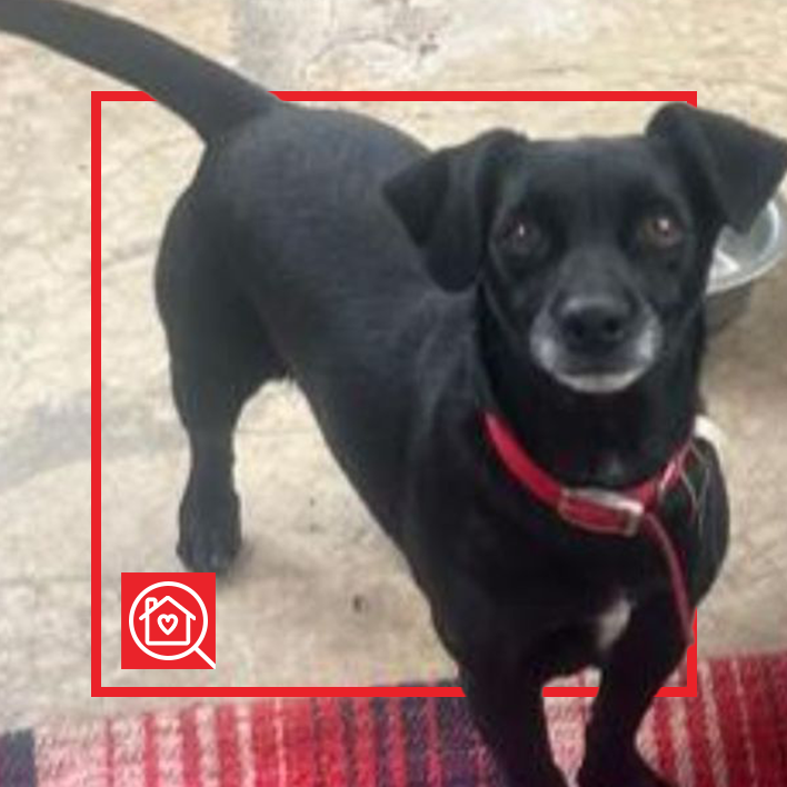 Conoce a PATRICIO en Purina Adopta México