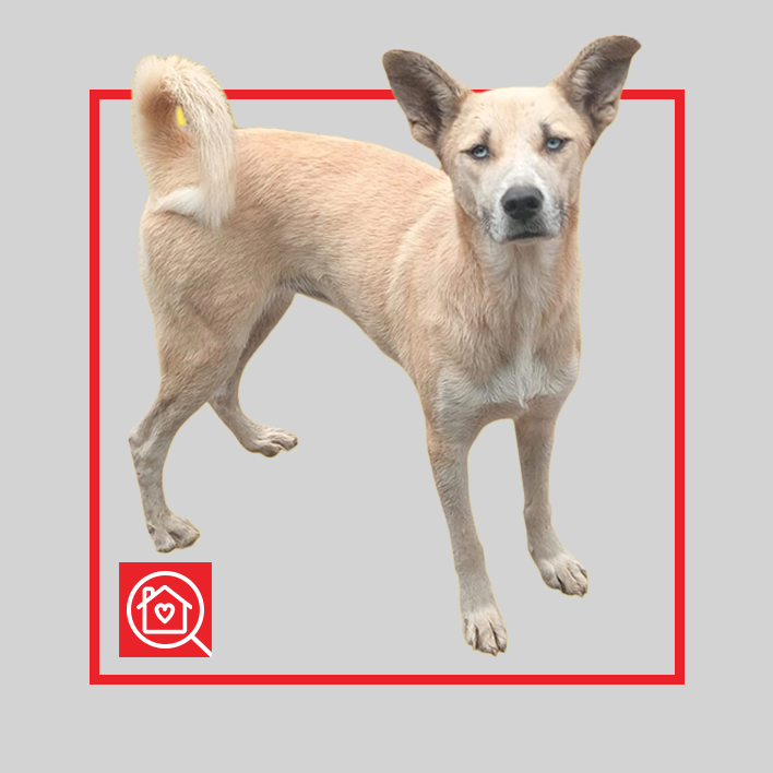 Conoce a PERLA en Purina Adopta México