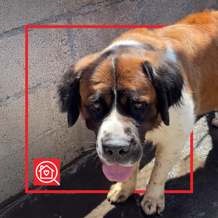 Conoce a PETUNIA en Purina Adopta México