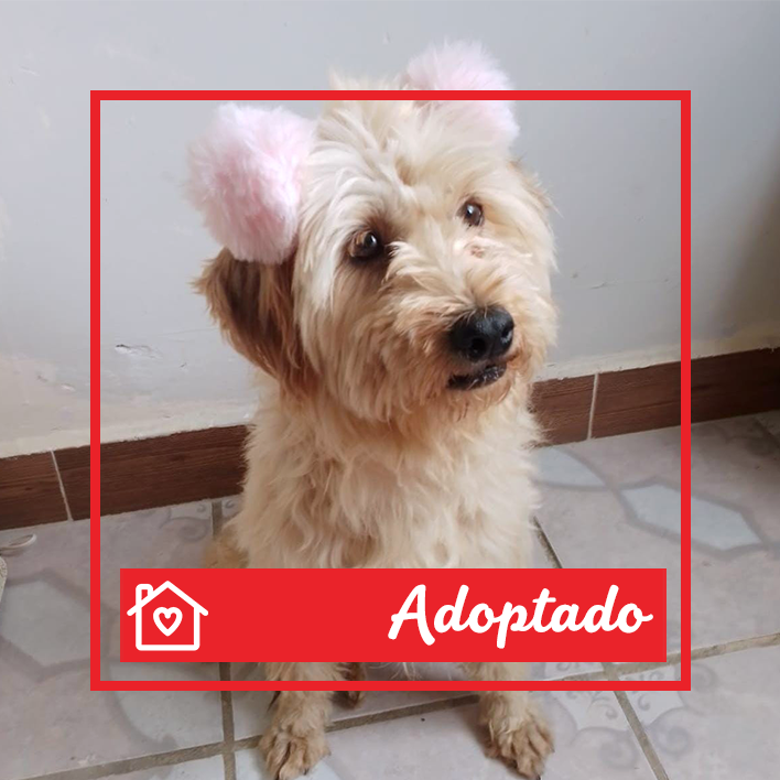 Conoce a Popi en Purina Adopta México