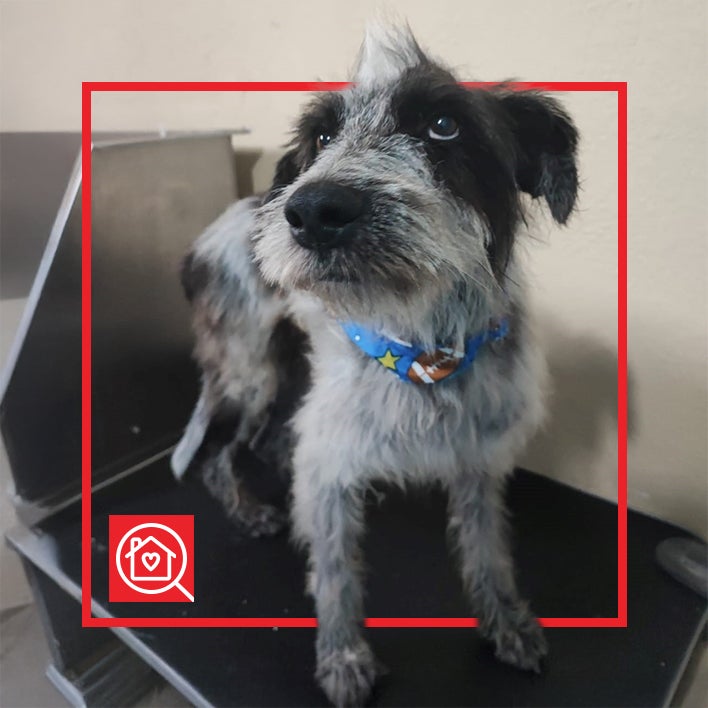 Conoce a REX en Purina Adopta México