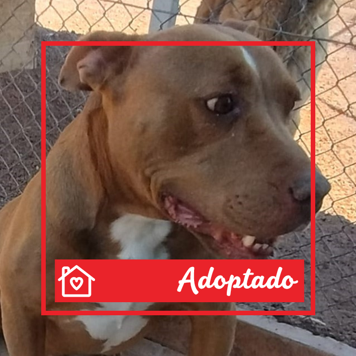 Conoce a Sócrates en Purina Adopta México