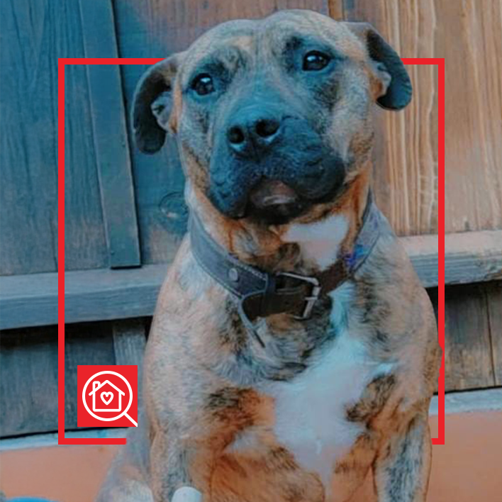 Conoce a TIGRESA en Purina Adopta México