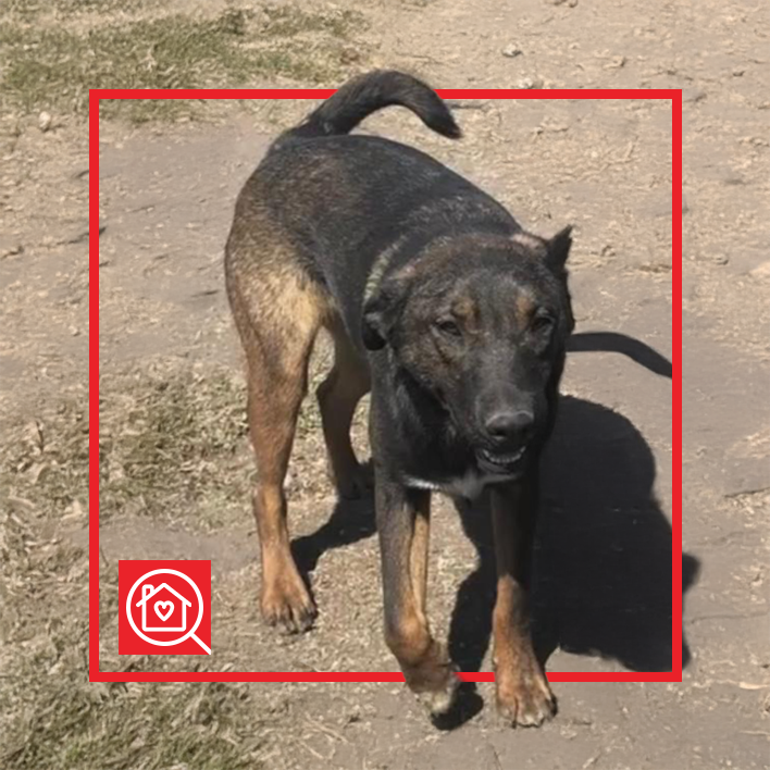 Conoce a TOBÍAS en Purina Adopta México