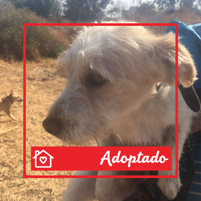 Conoce a Toto en Purina Adopta México