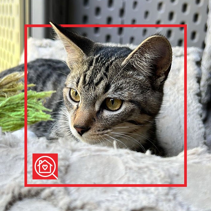 Conoce a AMORE en Purina Adopta México