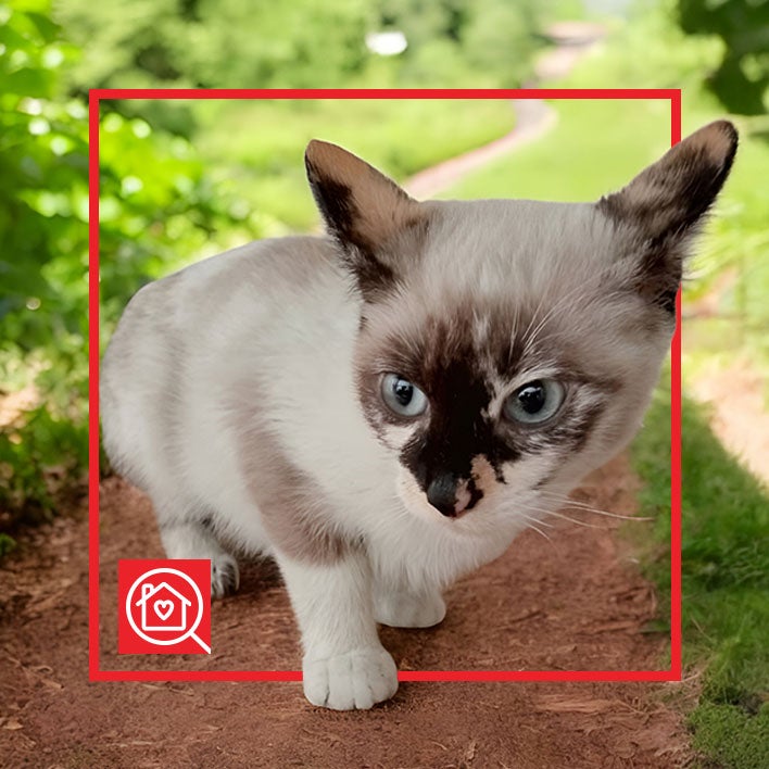 Conoce a BAMBI en Purina Adopta México