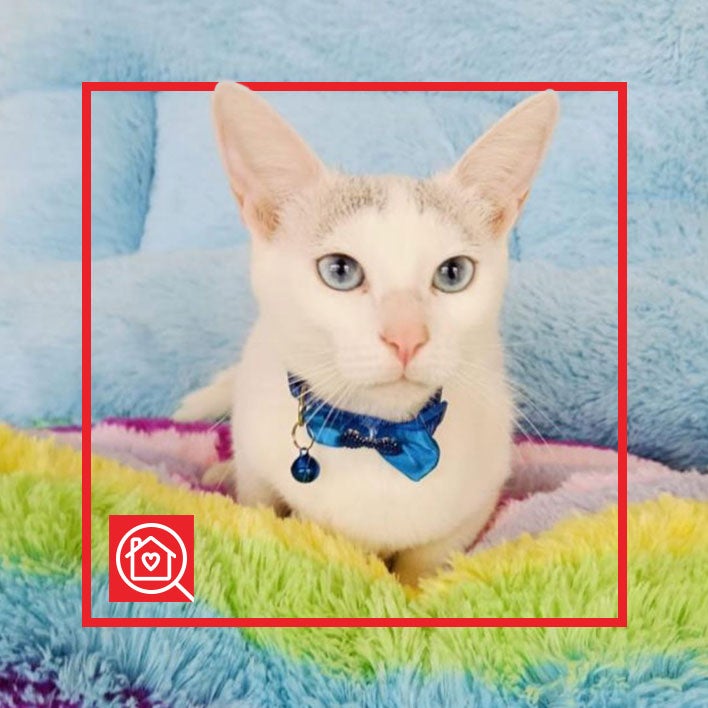 Conoce a BELLA en Purina Adopta México