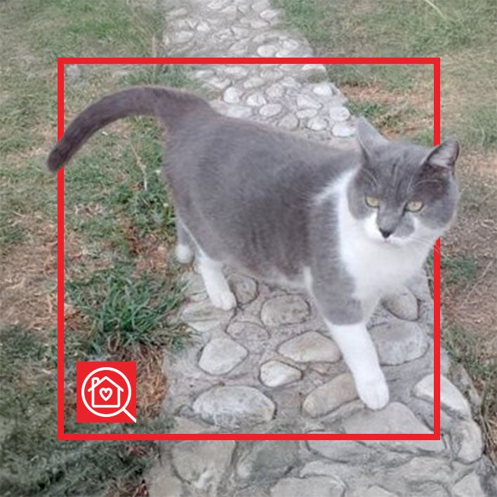 Conoce a BENITO en Purina Adopta México