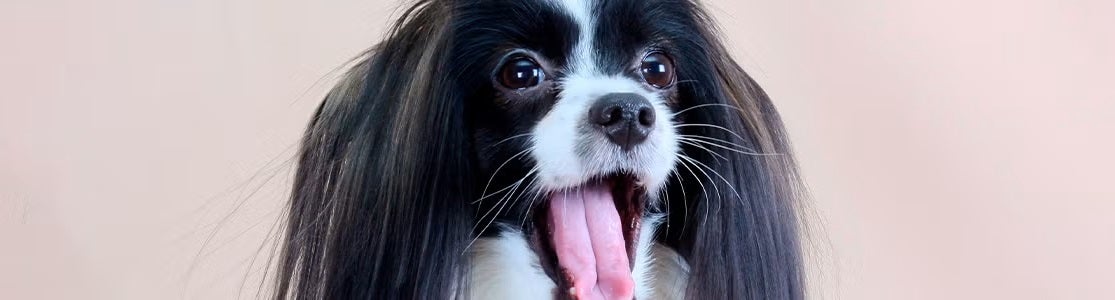 ¿Para qué sirven los bigotes de los perros?