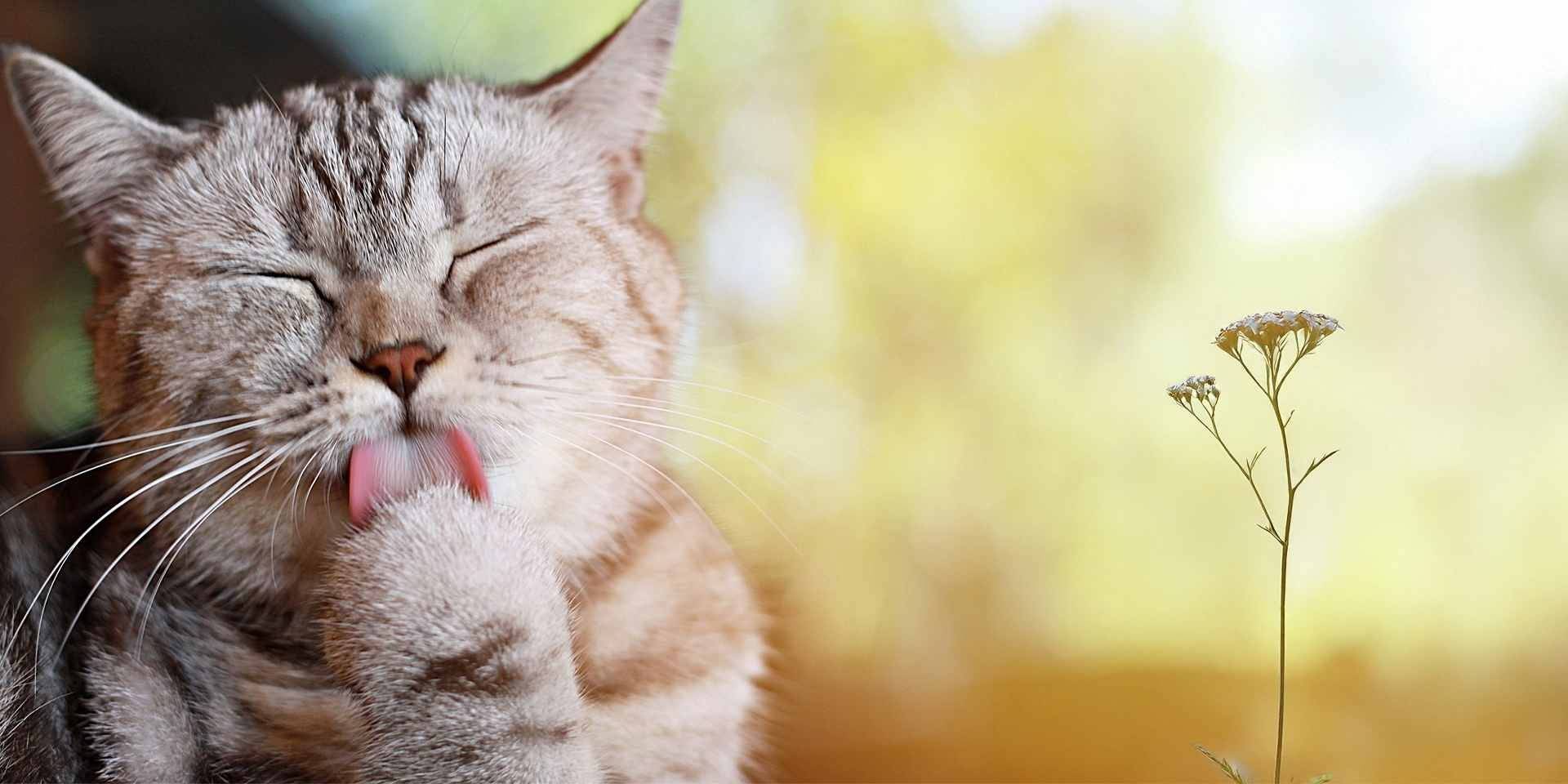 La posición de los bigotes de un gato ayuda a identificar su estado de ánimo. Michi lamiendo su pata. 