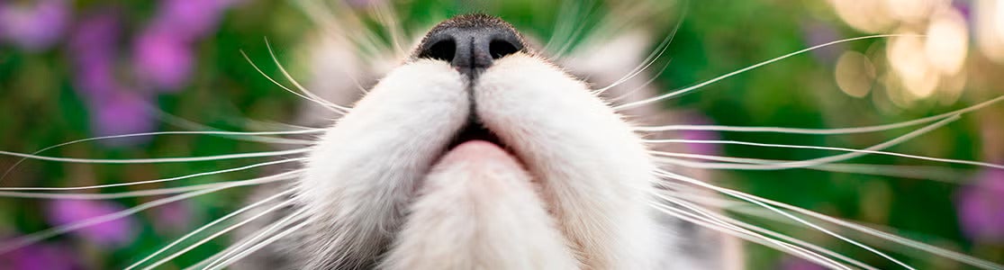 Conoce por qué los bigotes de tu gato son clave para su bienestar 