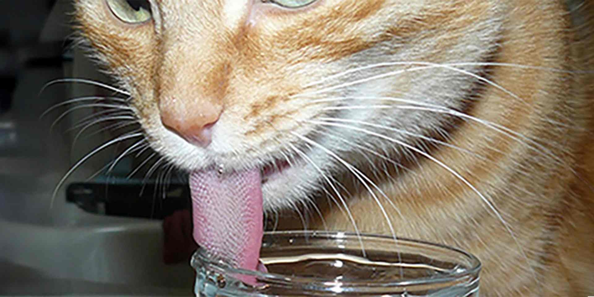 La lengua de los gatos los ayuda a acicalarse, pero si ingiere mucho, podría resultar en bolas de pelo en gatos. 