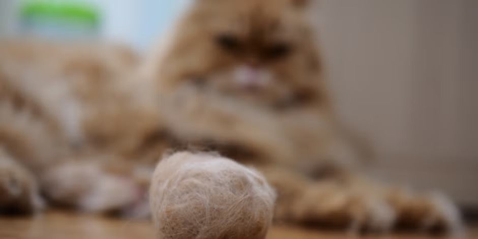 Bolas de pelo en gatos: ¿qué son y cómo darle bienestar al michi? 