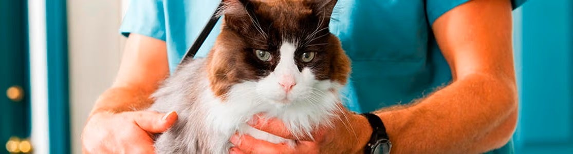 PURINA® te enseña cada cuánto se desparasita un gato