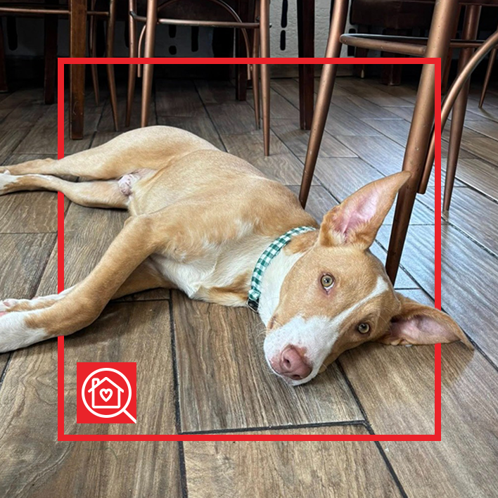 Conoce a CAPUCHINNO en Purina Adopta México