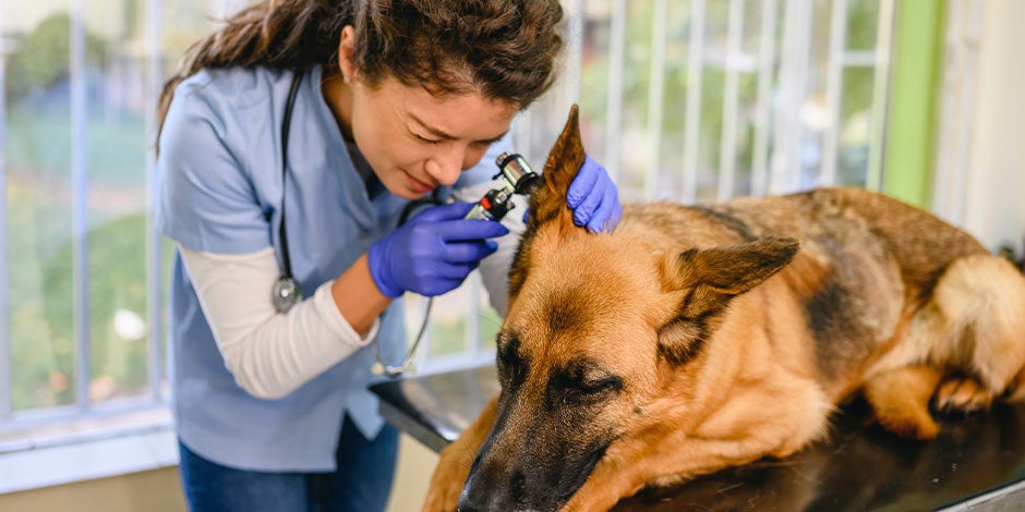 Veterinaria revisando a pastor alemán. Cómo limpiar las orejas de mi perro. 