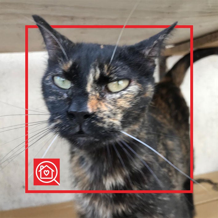 Conoce a CONCHA en Purina Adopta México