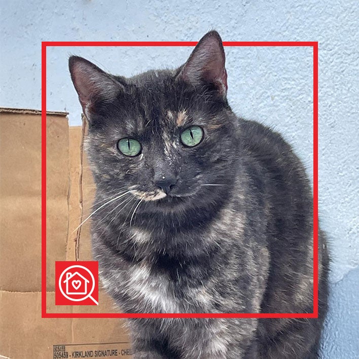 Conoce a CONCHIS en Purina Adopta México