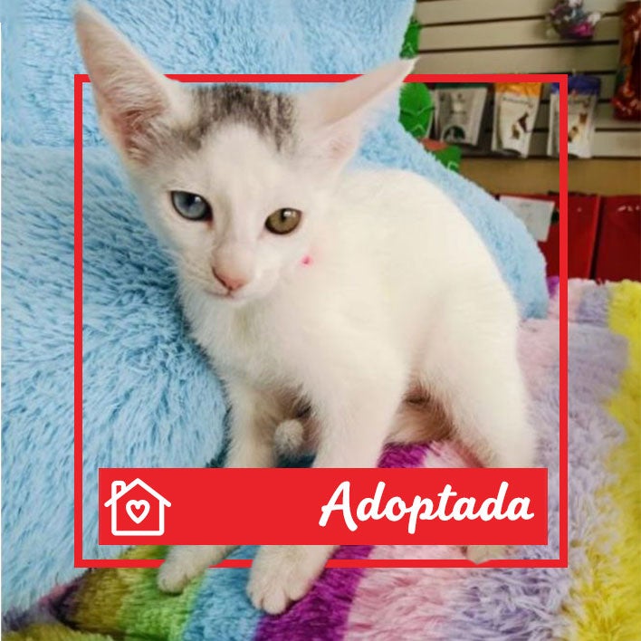 Conoce a Dana en Purina Adopta México