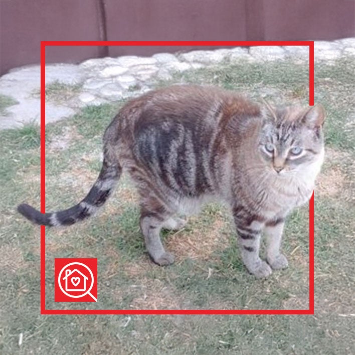 Conoce a DASHA en Purina Adopta México