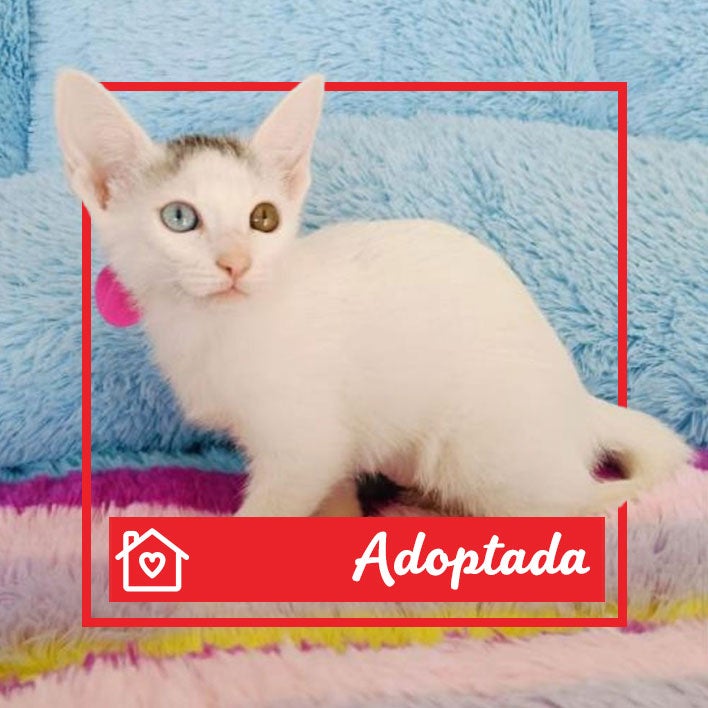 Conoce a Dina en Purina Adopta México