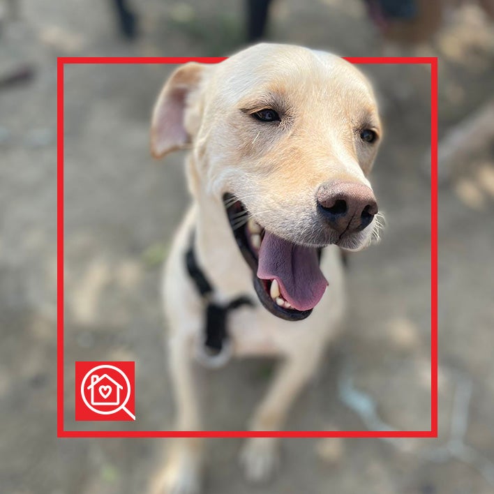 Conoce a DRACO en Purina Adopta México
