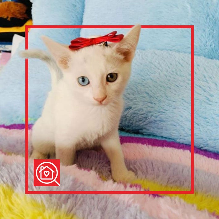 Conoce a DUQUESA en Purina Adopta México