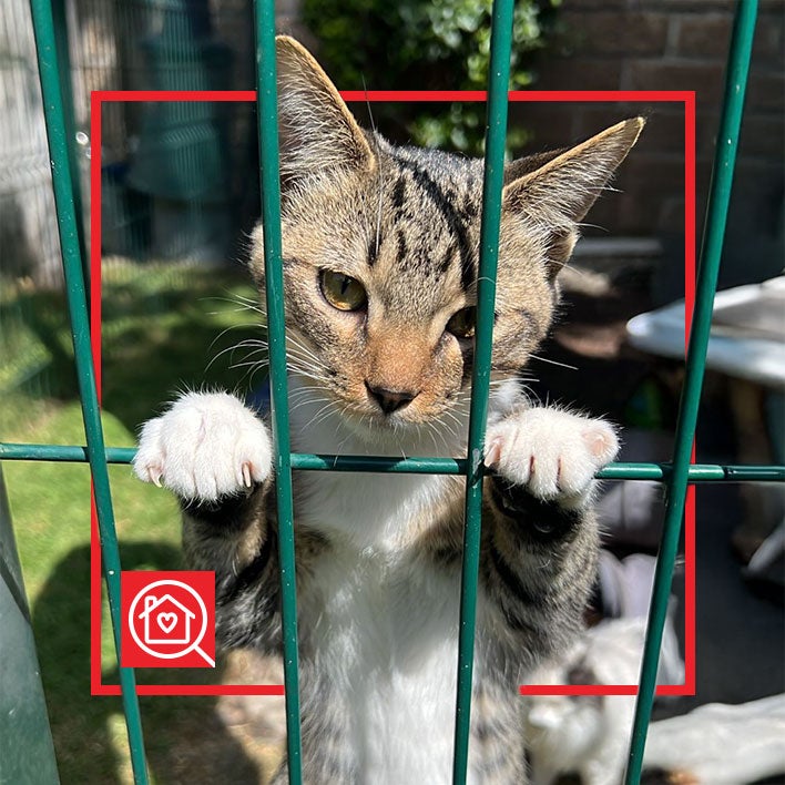 Conoce a FELIPE en Purina Adopta México