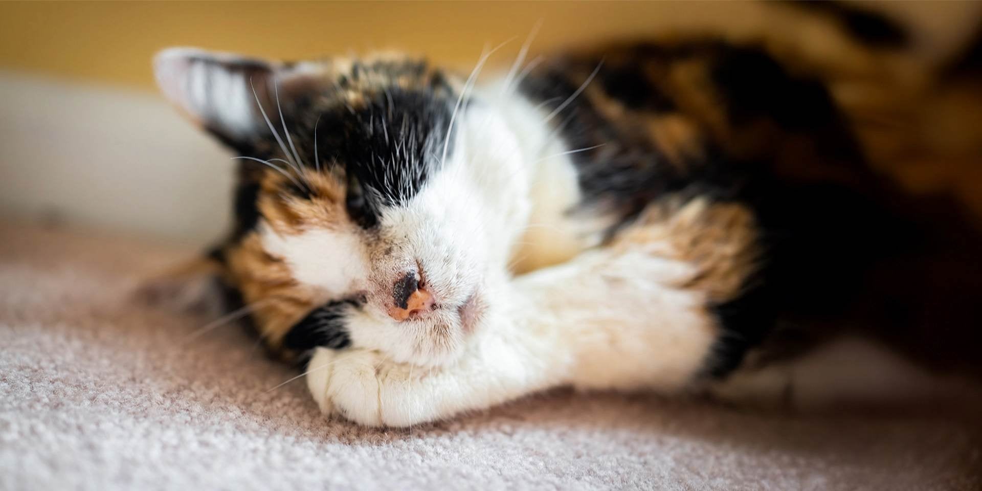 La fiebre en gatos puede producir michis cansados y dormilones, como esta gatita carey somnolienta.