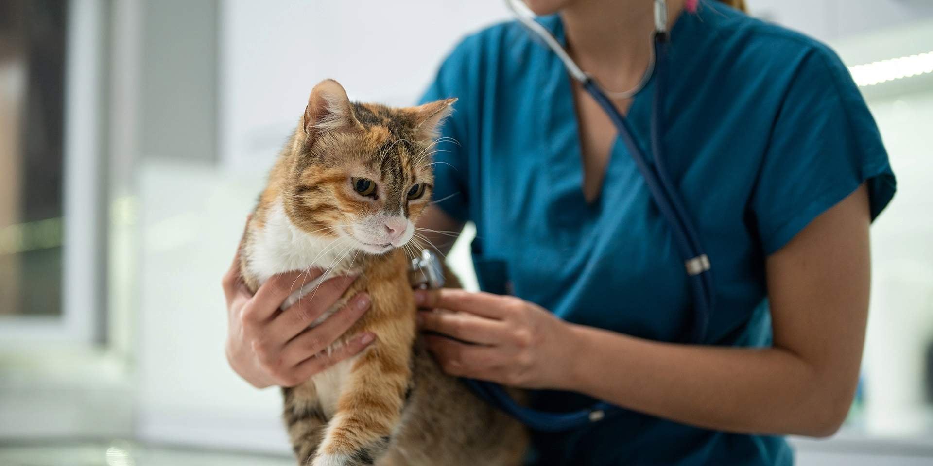 Veterinaria examinando a un michi para determinar un caso de fiebre en gatos.