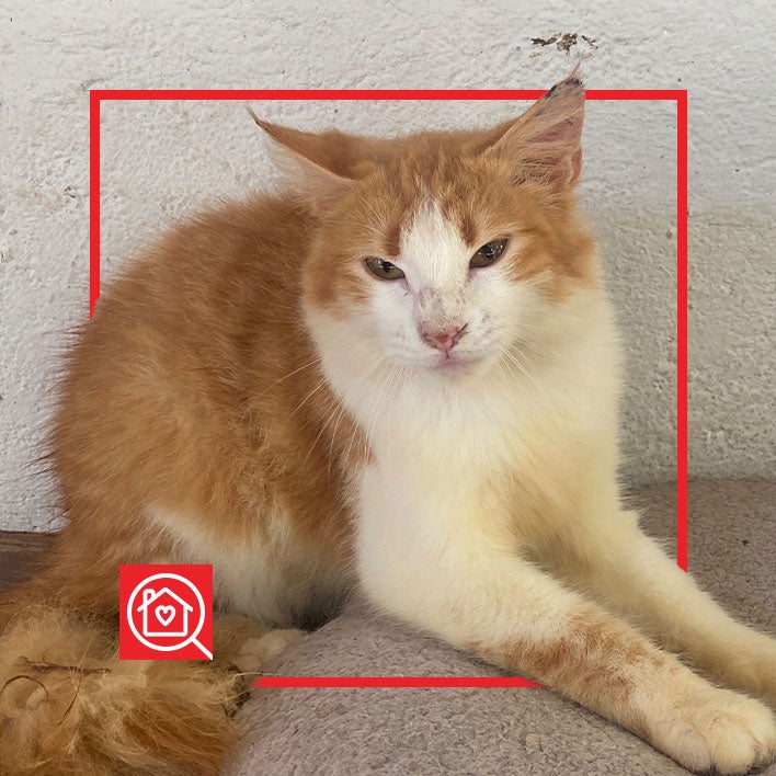 Conoce a FRUTILUPIS en Purina Adopta México