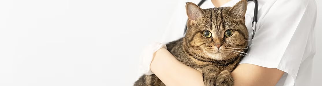 ¿Cómo saber si mi gato está enfermo? Guía para detectar un gato enfermo a tiempo