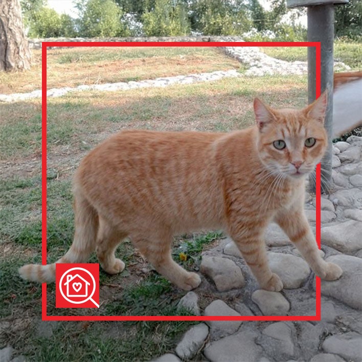 Conoce a GOLF en Purina Adopta México