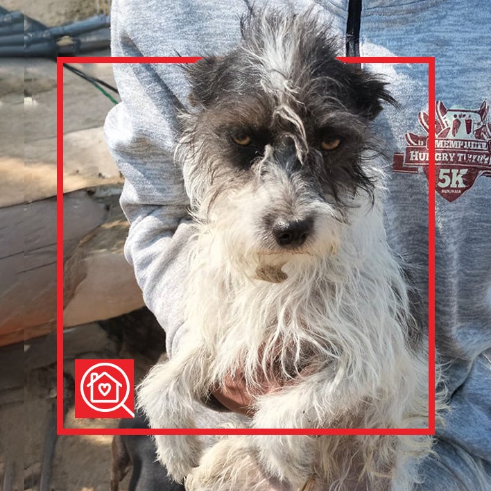 Conoce a Jerry en Purina Adopta México