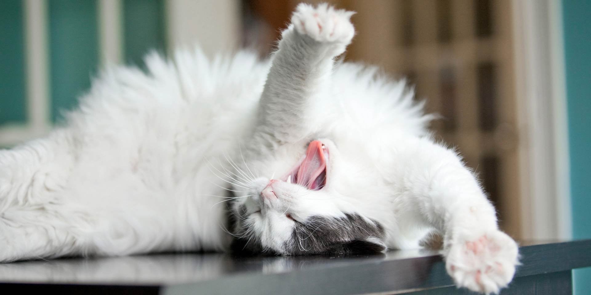 En el lenguaje de los gatos, actitudes como bostezar o mostrar la barriga pueden indicar alivio.