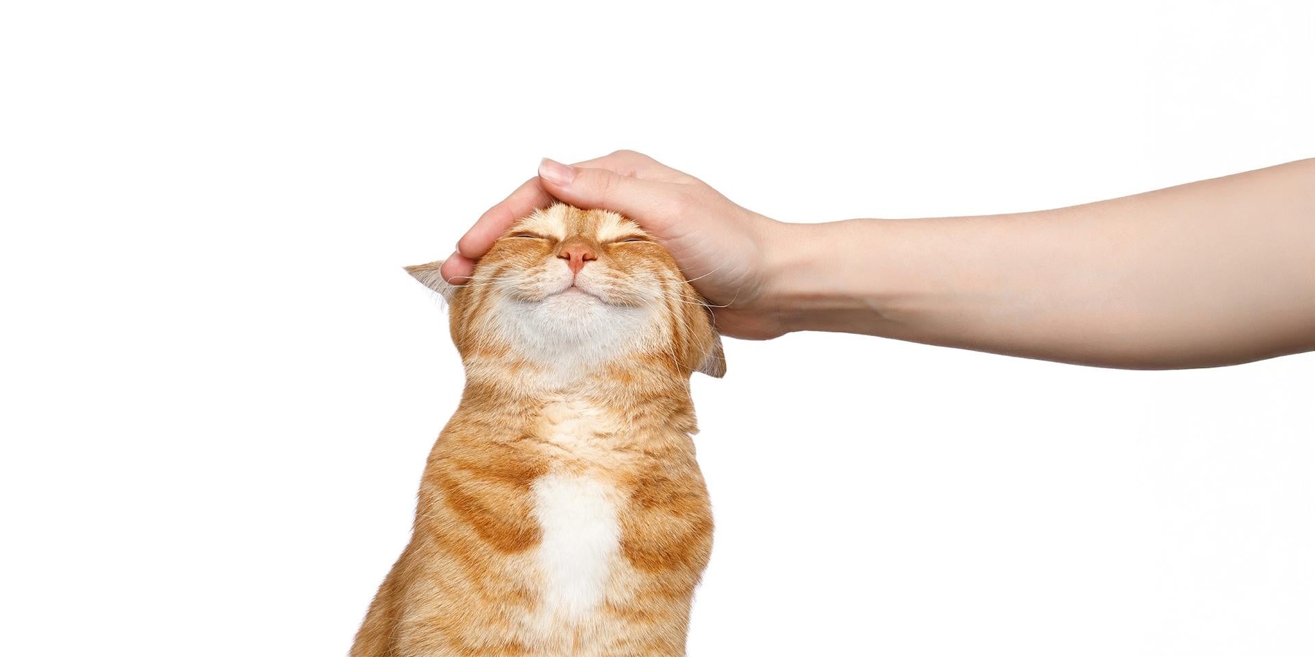 El lenguaje de los gatos ayuda a entender si tu michi está feliz, como el de la imagen.